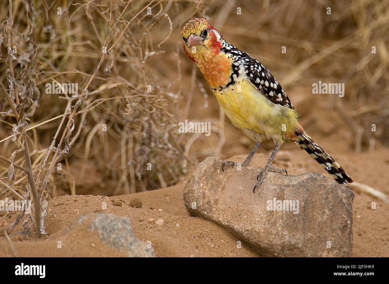 Red-and-yellow Barbet, Trachyphonus erythrocephalus, from Samburu NP, Kenya. Stock Photo
