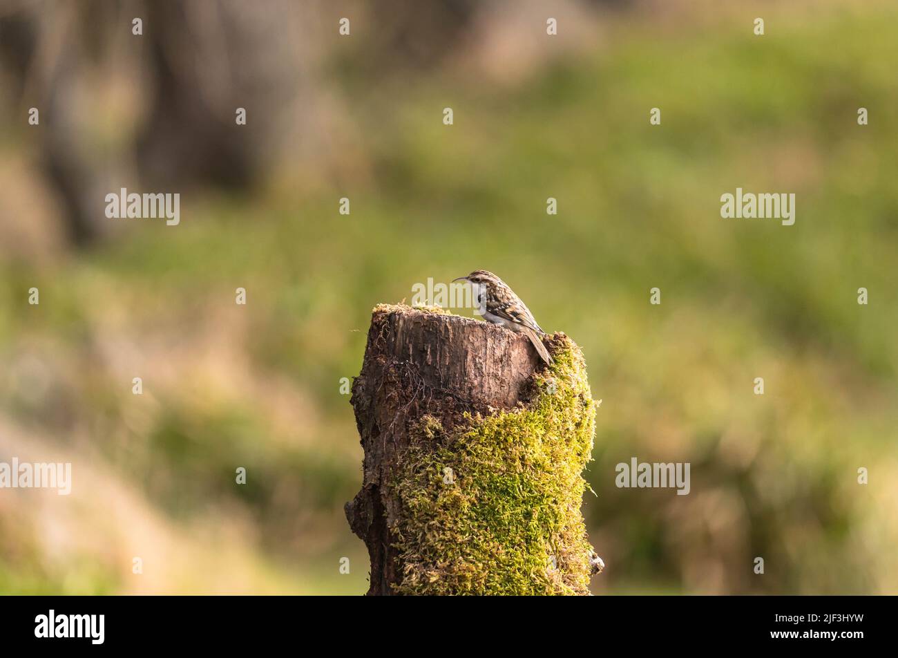 Treecreeper (Certhia familiaris) searching out insects from moss on an old tree stump. Perthshire Scotland UK. March 2022 Stock Photo