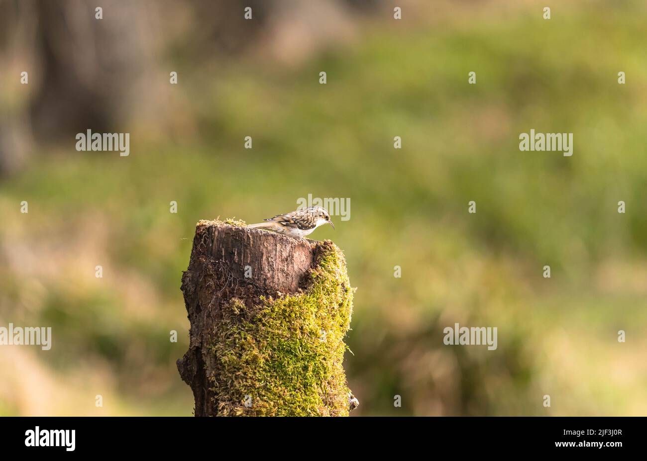 Treecreeper (Certhia familiaris) searching out insects from moss on an old tree stump. Perthshire Scotland UK. March 2022 Stock Photo