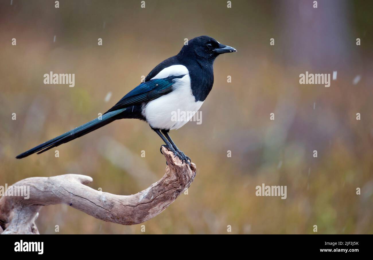 Pica pica fennorum hi-res stock photography and images - Alamy