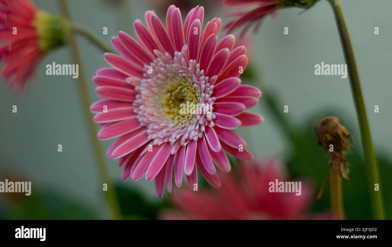 A closeup of the beautiful pink Gerbera flowers. Selected focus. Stock Photo