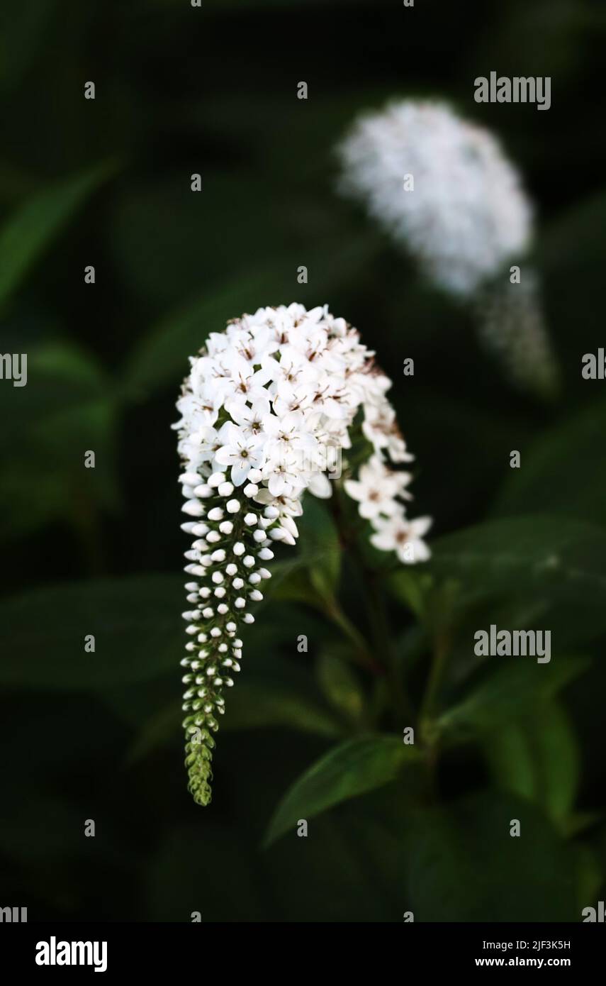 White Gooseneck loosestrife, Lysimachia clethroides, flower blossom cascading on a leafy green background in spring or summer, Lancaster, Pennsylvania Stock Photo