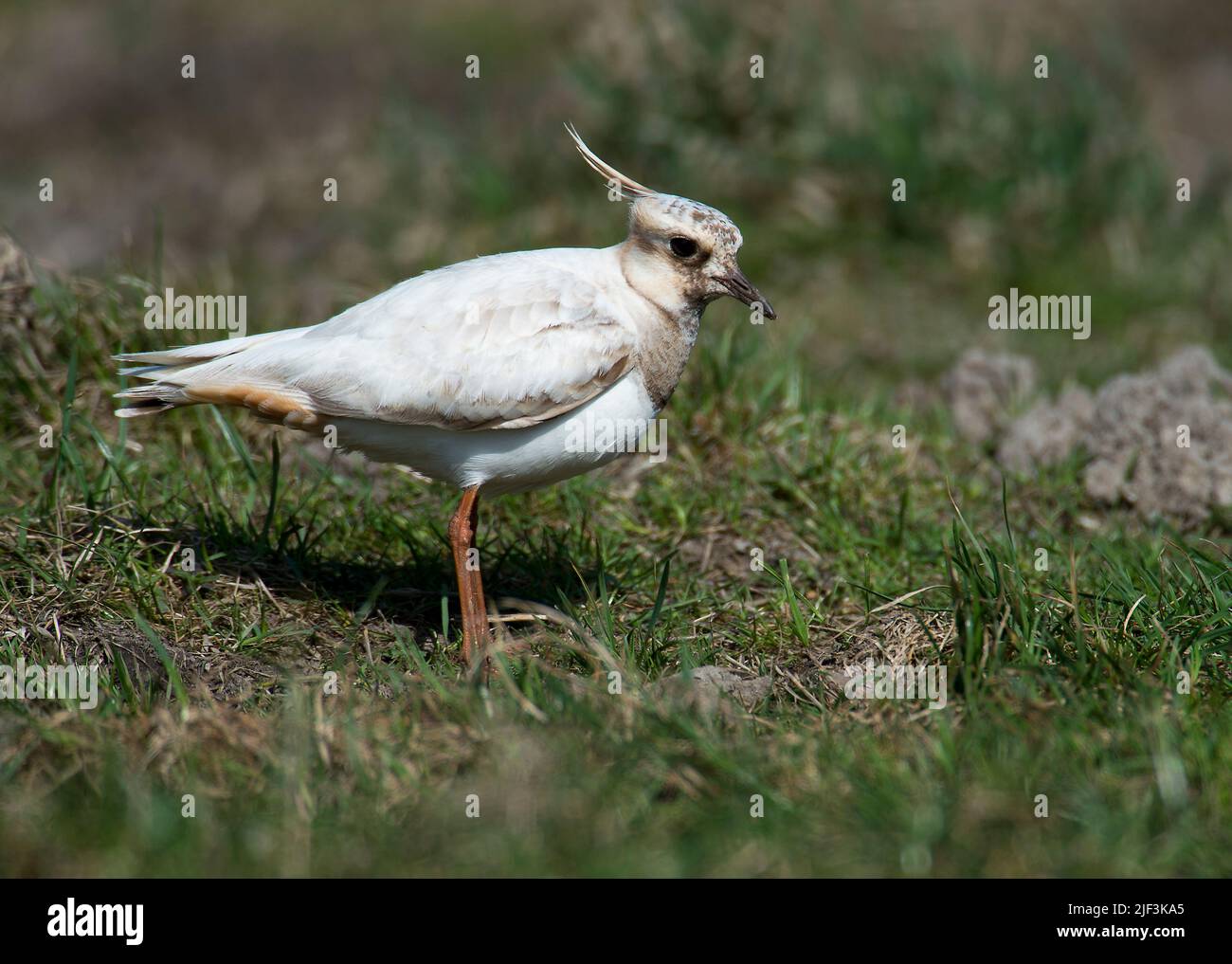 A leucistic mutant of Northern Lapwing (Vanellus vanellus) from Tipperne, Denmark. Stock Photo