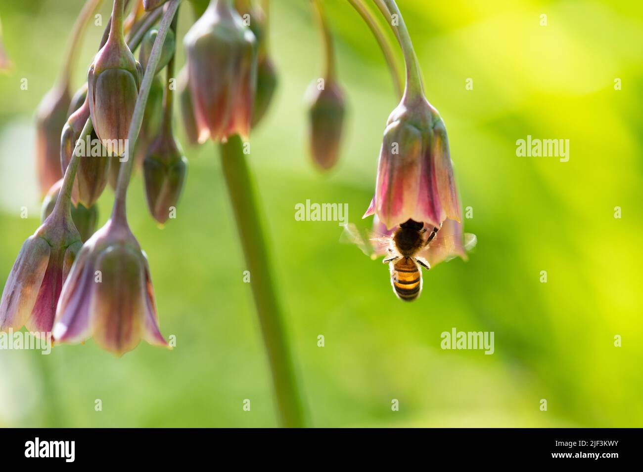 Sicilian Honey Garlic (Allium siculum Nectaroscordum) - UK Stock Photo