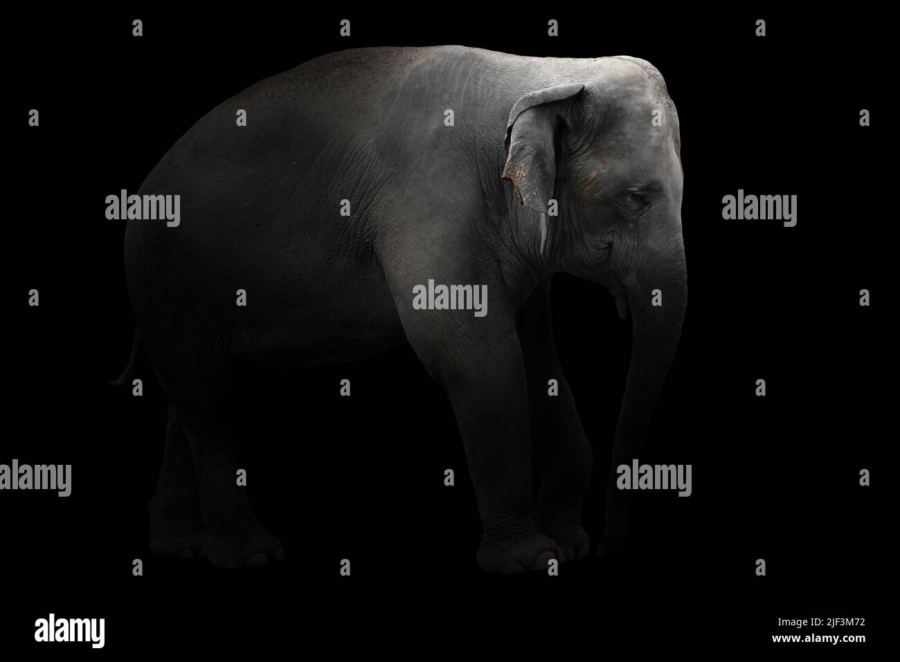 asia elephant standing in the dark Stock Photo