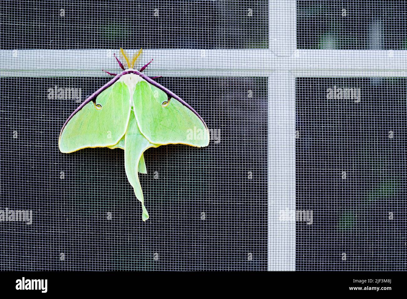 Nocturnal luna moth on window Stock Photo