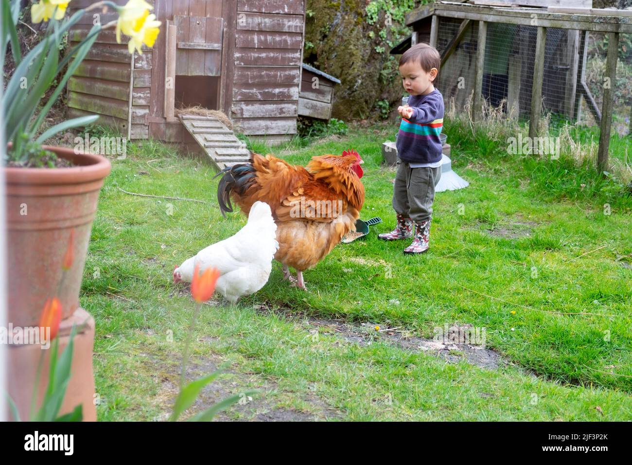 Small boy 2 toddler child feeding grain to chickens, cockerel white hen outside hen house in spring countryside Carmarthenshire Wales UK KATHY DEWITT Stock Photo