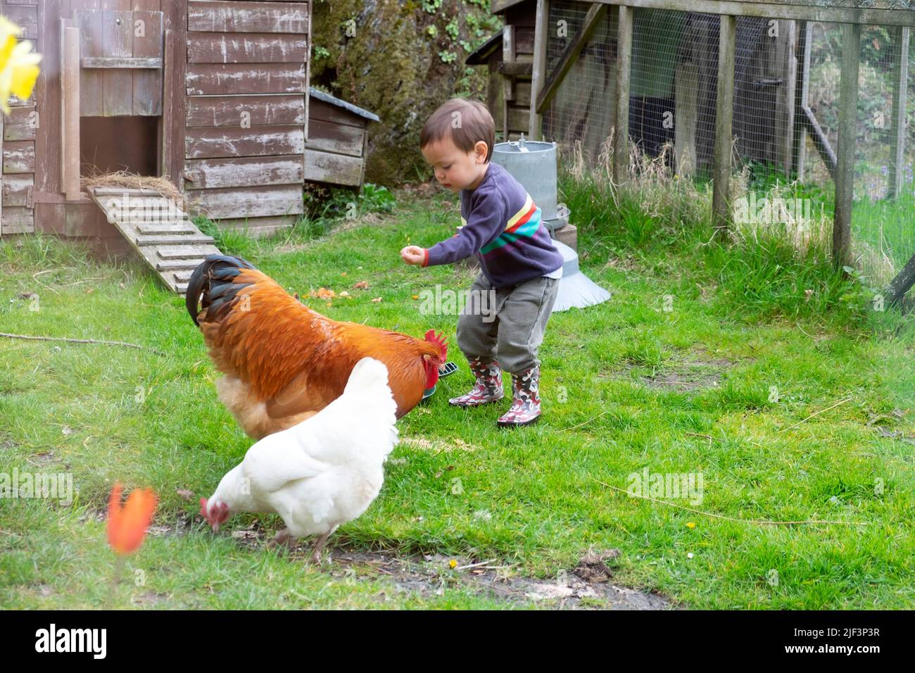 Small boy 2 toddler child feeding grain to chickens, cockerel white hen outside hen house in spring countryside Carmarthenshire Wales UK KATHY DEWITT Stock Photo