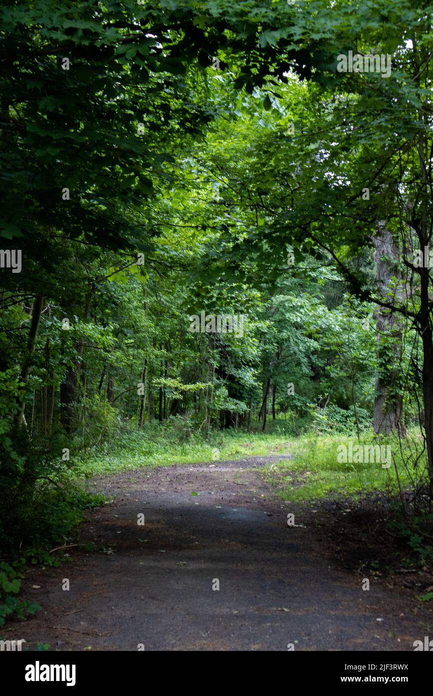 A vertical shot of the road surrounded by green vegetation Stock Photo ...