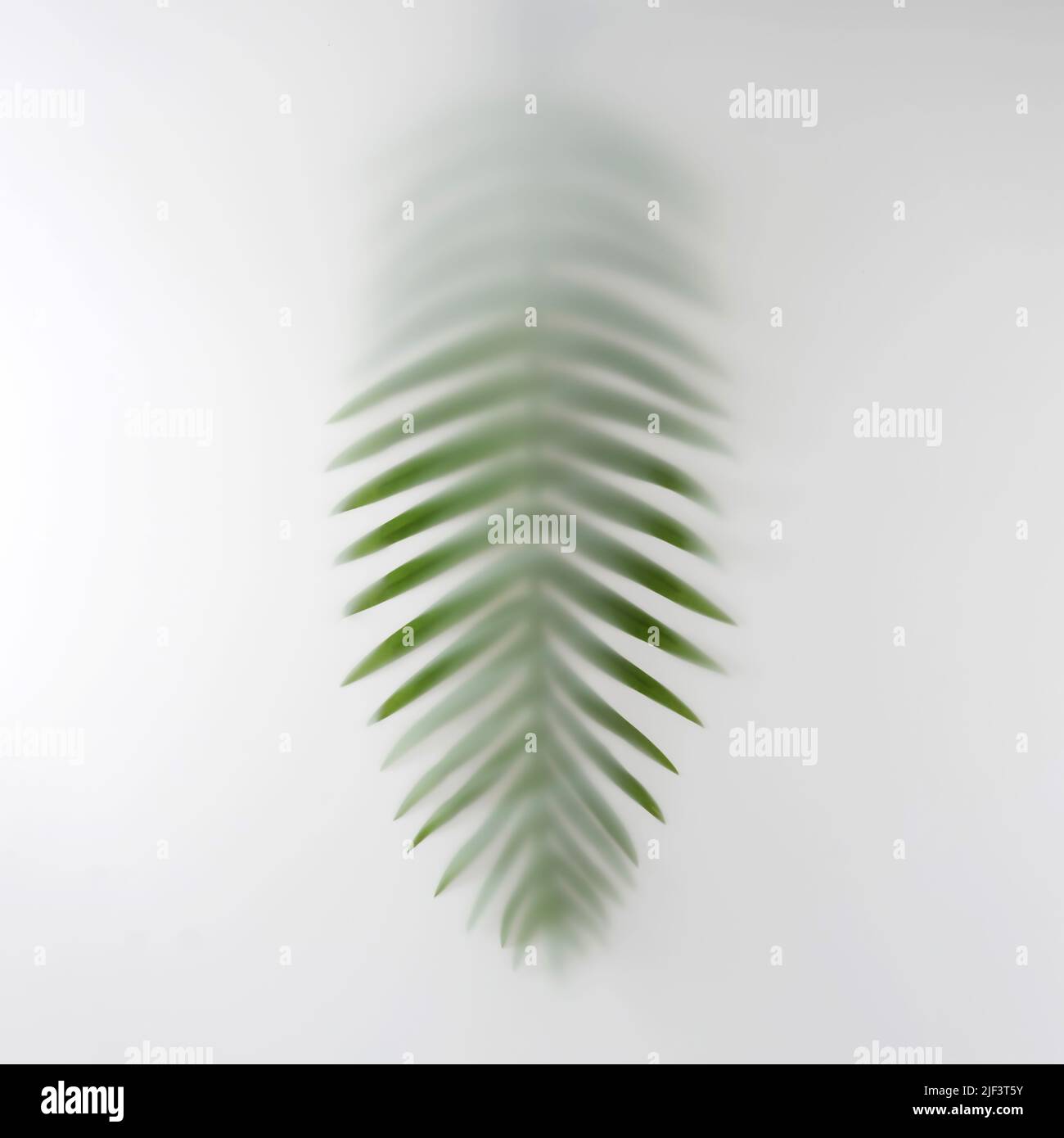 Exotic summer leaf palm tropics in the fog. Minimal contemporary trend photo. Stock Photo