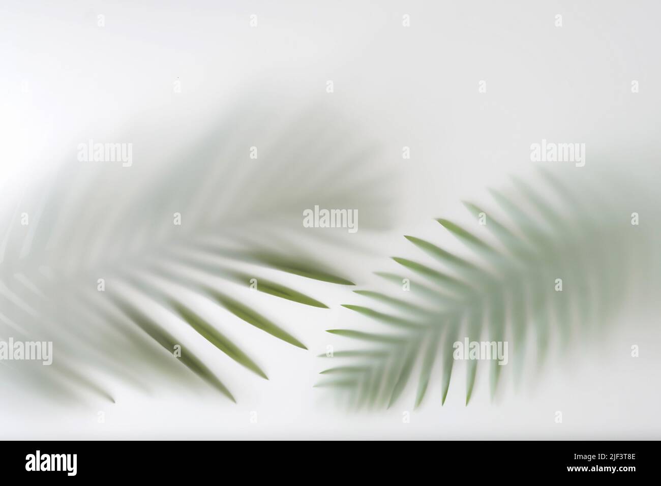Palm tree branches in the jungle forest in fog and haze. Texture tropics concept. Stock Photo