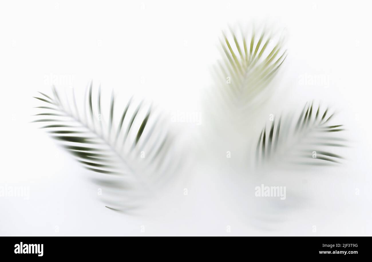 Summer palm tree branches in the tropics mystic magic mist and haze. Creative minimal summer concept. Stock Photo