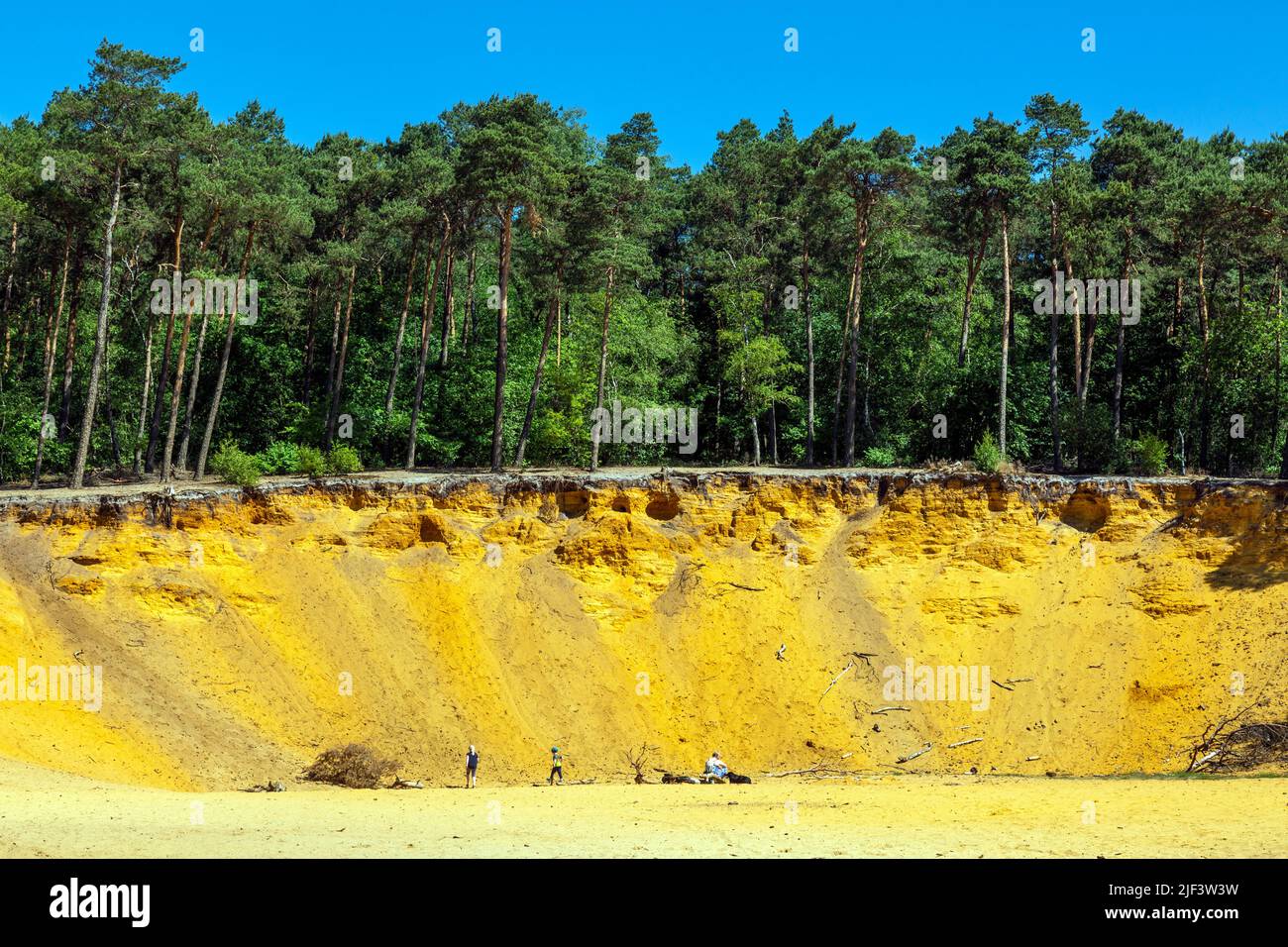 Germany, Coesfeld, Coesfeld-Stevede, Berkel, Baumberge, Muensterland, Westphalia, North Rhine-Westphalia, NRW, Huensberg near Stevede in the Coesfeld Heather, Hohe Mark Westmuensterland Nature Park, Haltern Sands, sand mining, cliff, steep face, pinewood Stock Photo