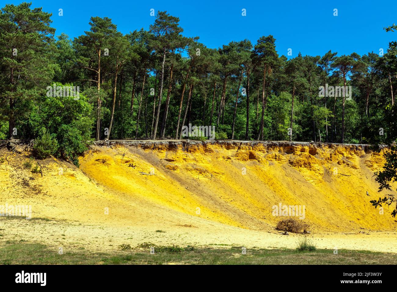 Germany, Coesfeld, Coesfeld-Stevede, Berkel, Baumberge, Muensterland, Westphalia, North Rhine-Westphalia, NRW, Huensberg near Stevede in the Coesfeld Heather, Hohe Mark Westmuensterland Nature Park, Haltern Sands, sand mining, cliff, steep face, pinewood Stock Photo