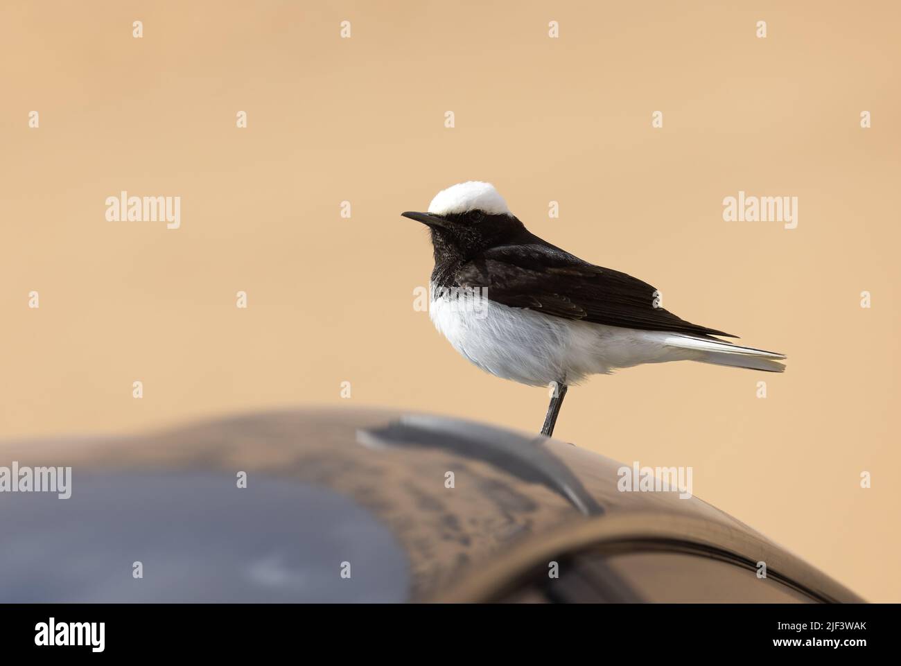 Oenanthe pleschanka маленькая черно-белая пустынная птица Stock Photo