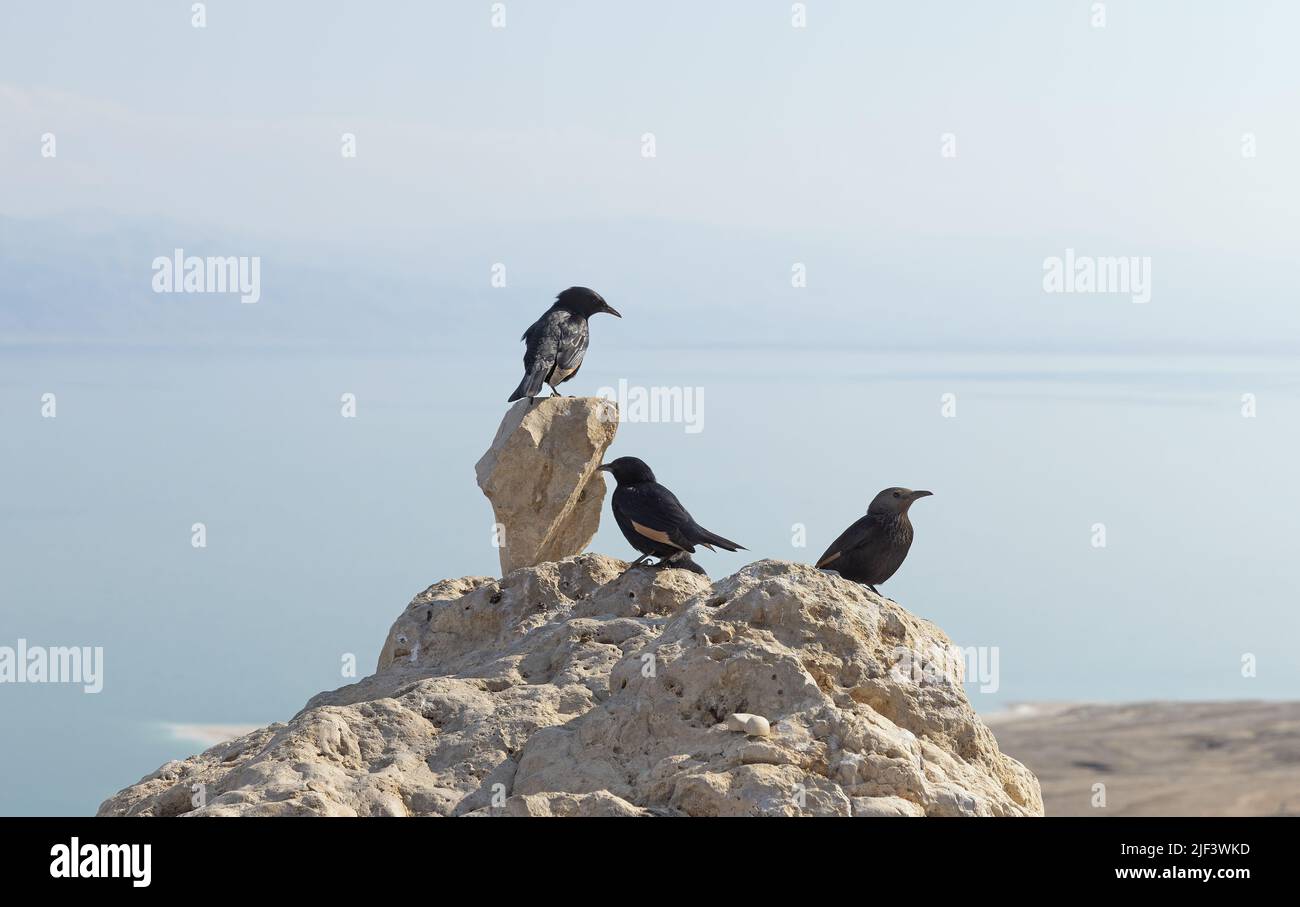 Starlings of Tristram at the Dead Sea in Israel Stock Photo