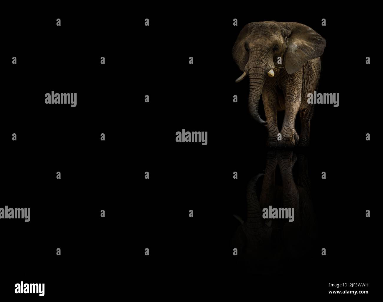 African elephat with reflection on black background. Huge, one, african ...