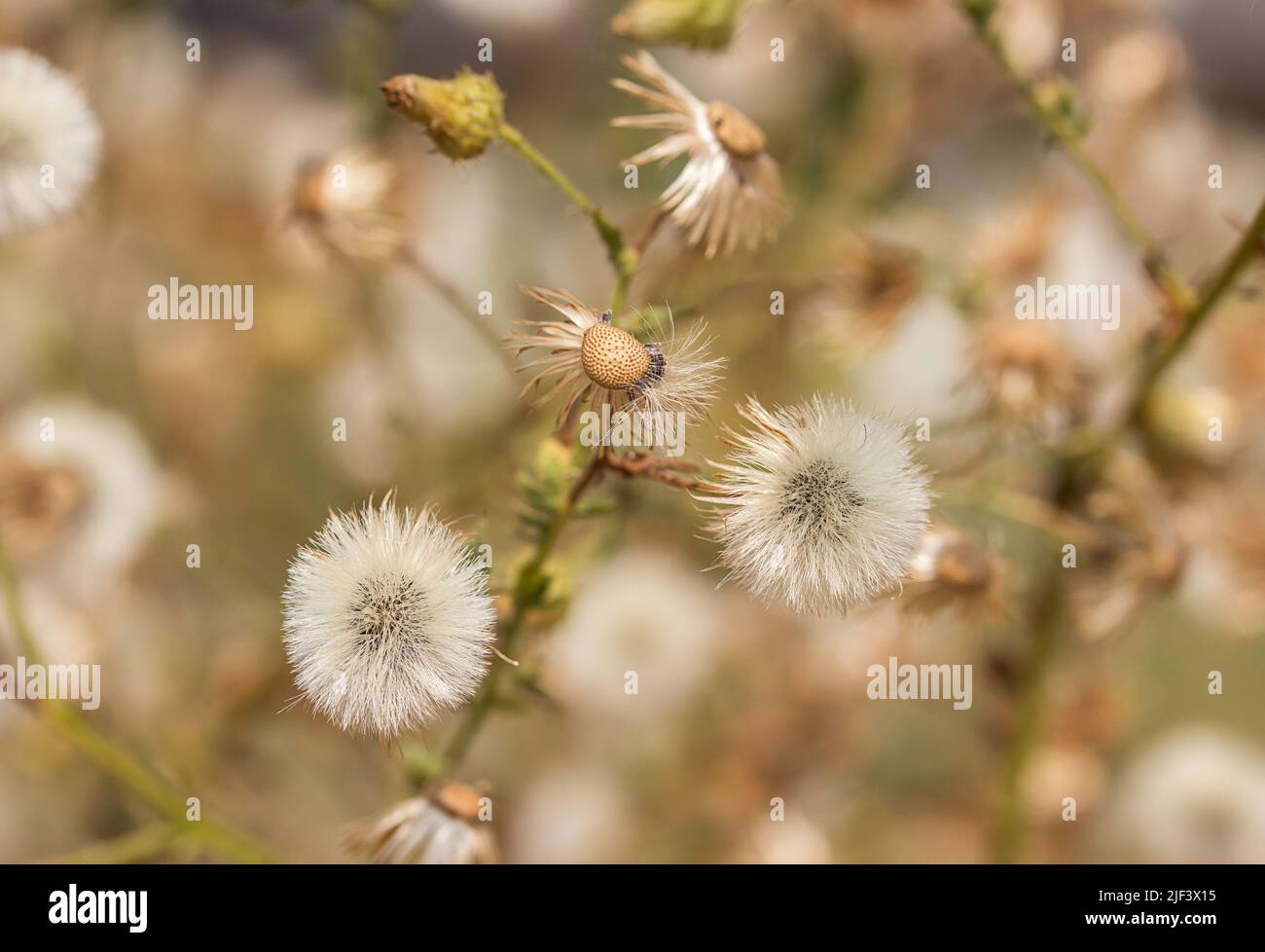 Dandelion fluff texture hi-res stock photography and images - Alamy