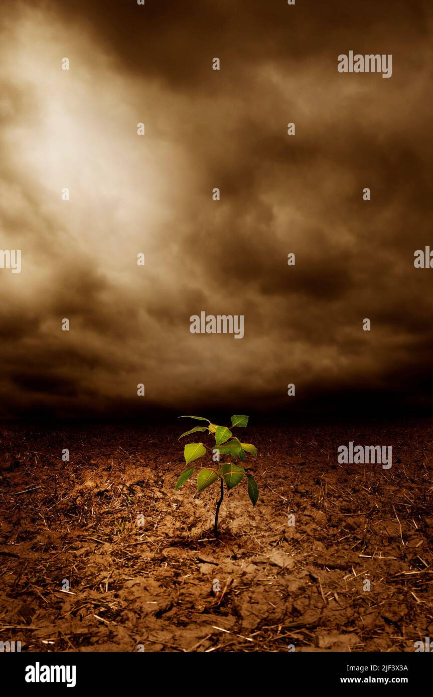 a green plant growing out of a deserted dry ground, fighting global warming concept Stock Photo