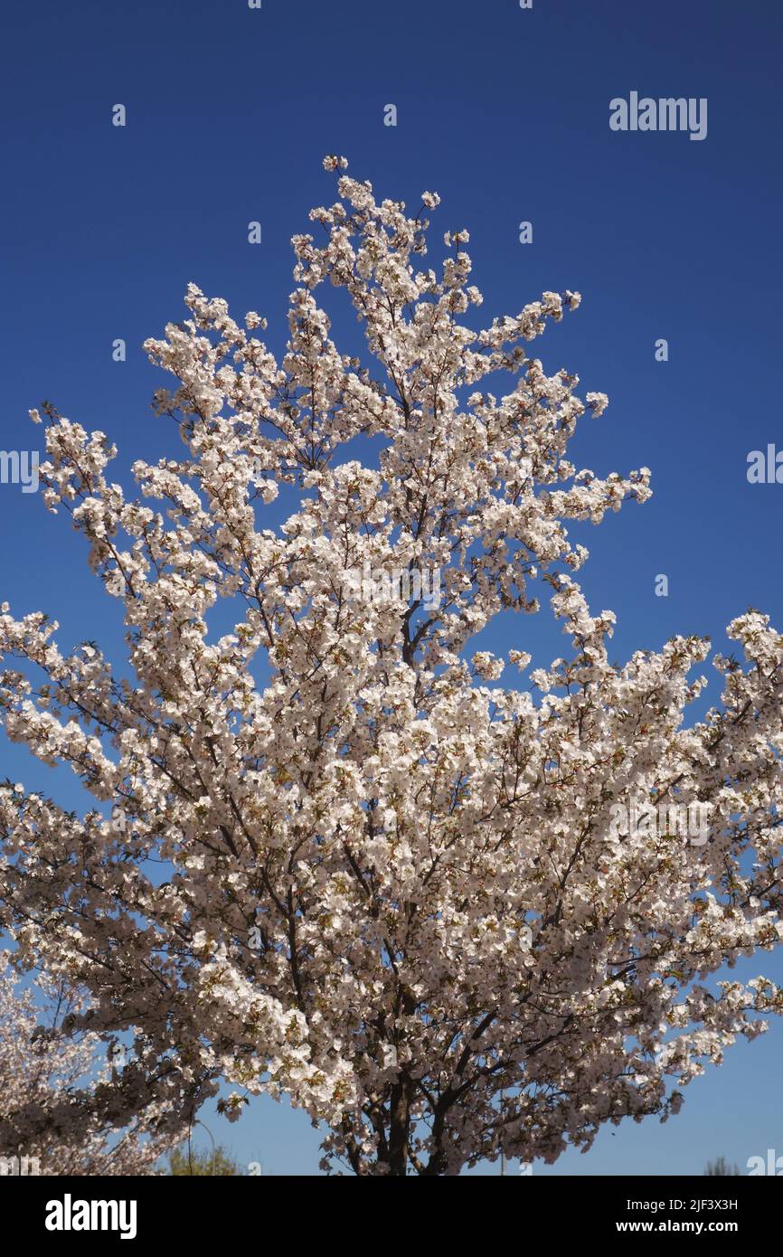 cherry tree blossoming Stock Photo