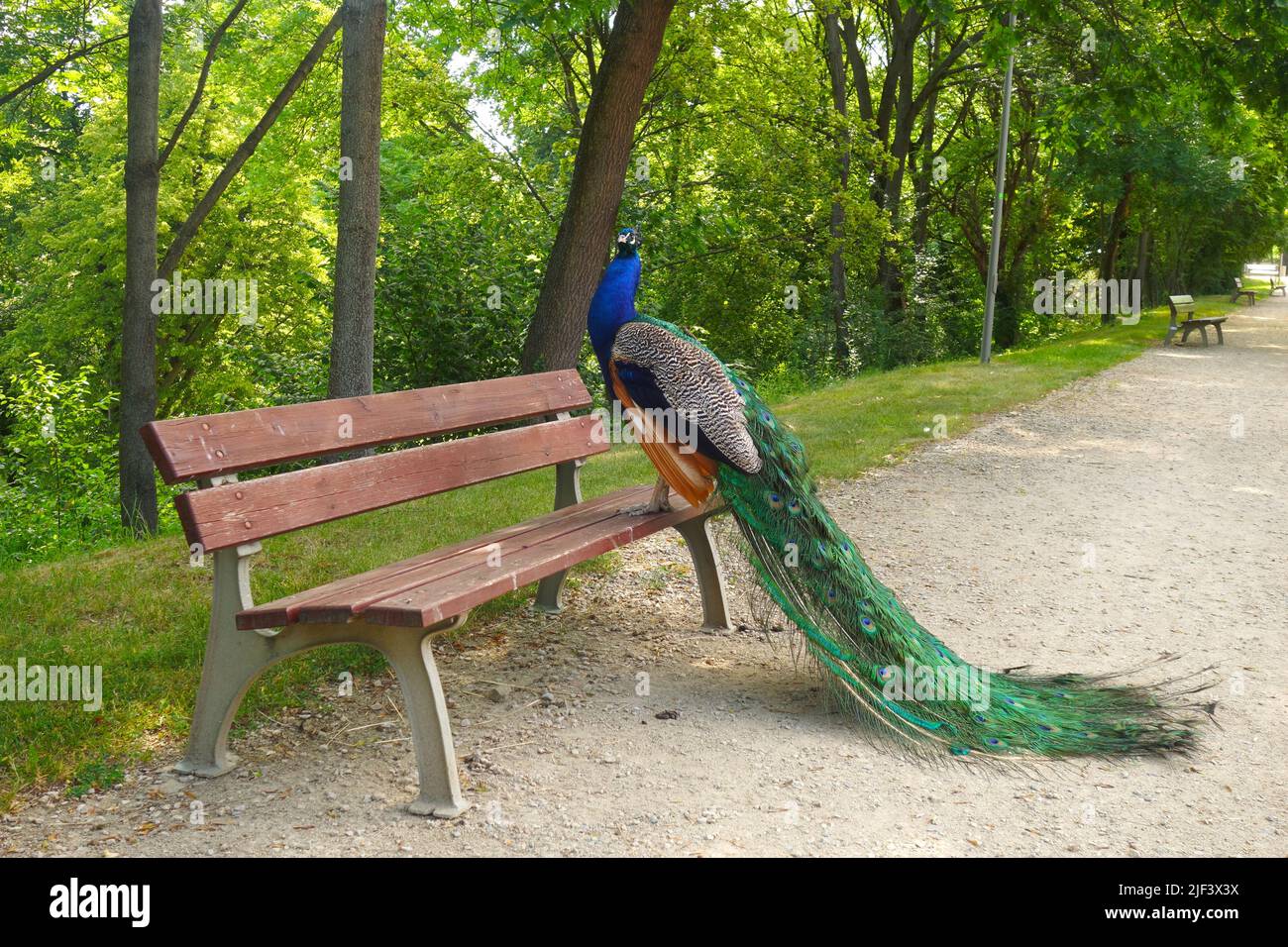 male Indian peafowl - Pavo cristatus standing on a bench Stock Photo