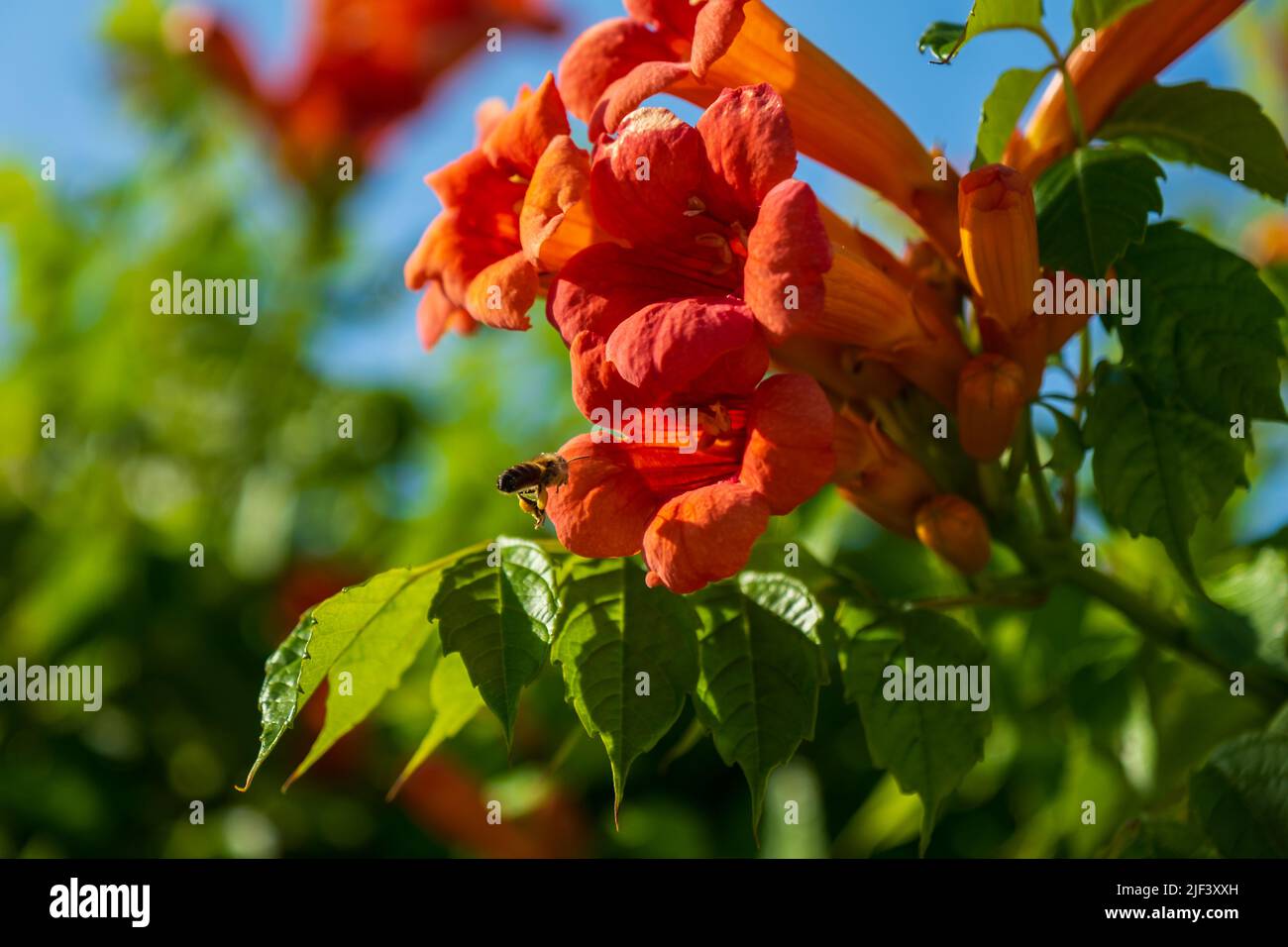Honey bee on the Trumpet Vine Flower. Beautiful red flowers of the