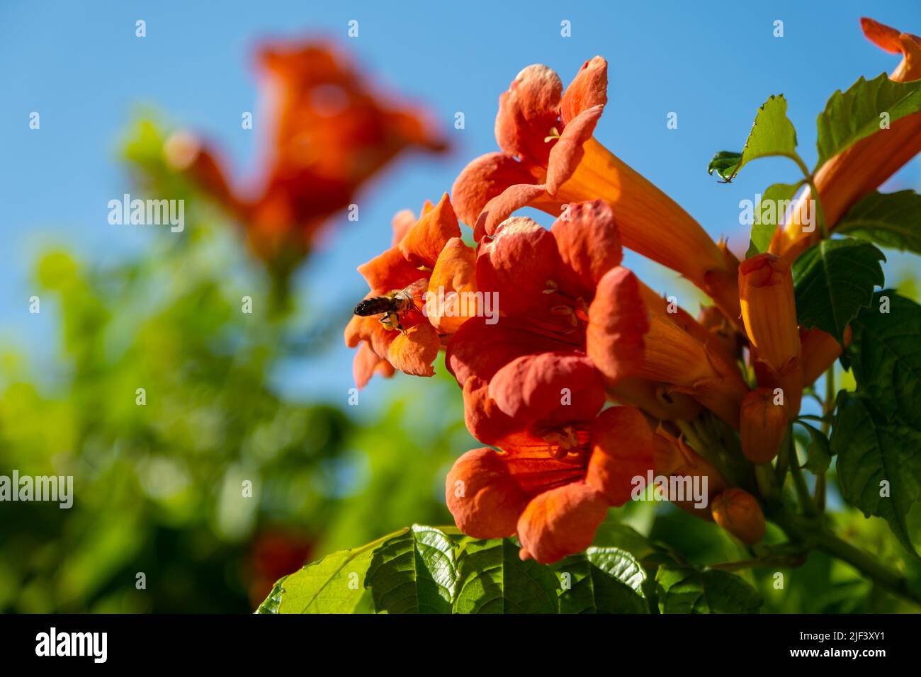 Honey bee on the Trumpet Vine Flower. Beautiful red flowers of the