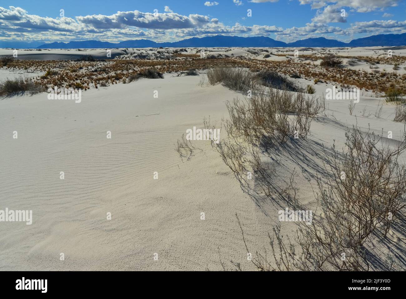Droughtresistant desert plants and Yucca plants growing in White Sands