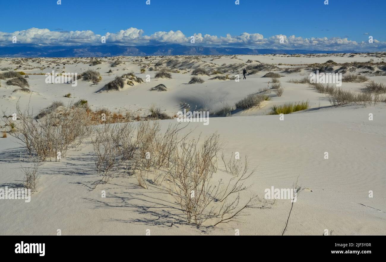 Droughtresistant desert plants and Yucca plants growing in White Sands