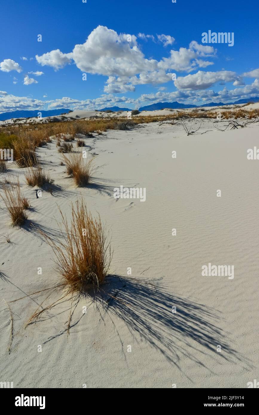 Droughtresistant desert plants and Yucca plants growing in White Sands