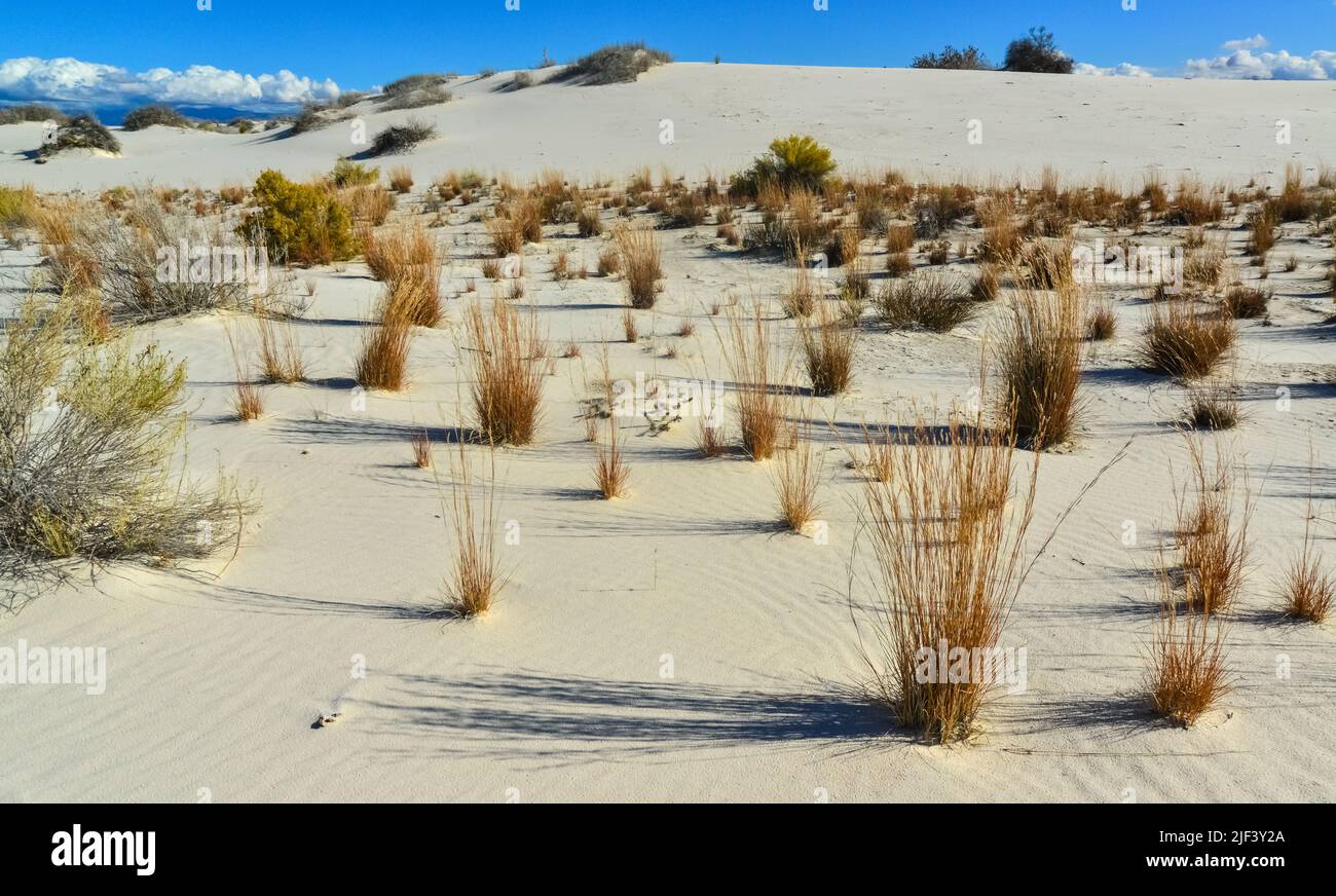 Droughtresistant desert plants and Yucca plants growing in White Sands