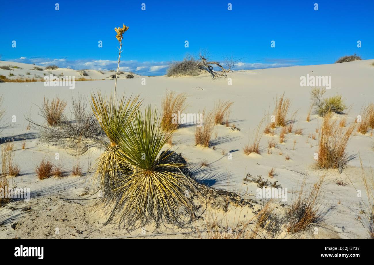 Droughtresistant desert plants and Yucca plants growing in White Sands