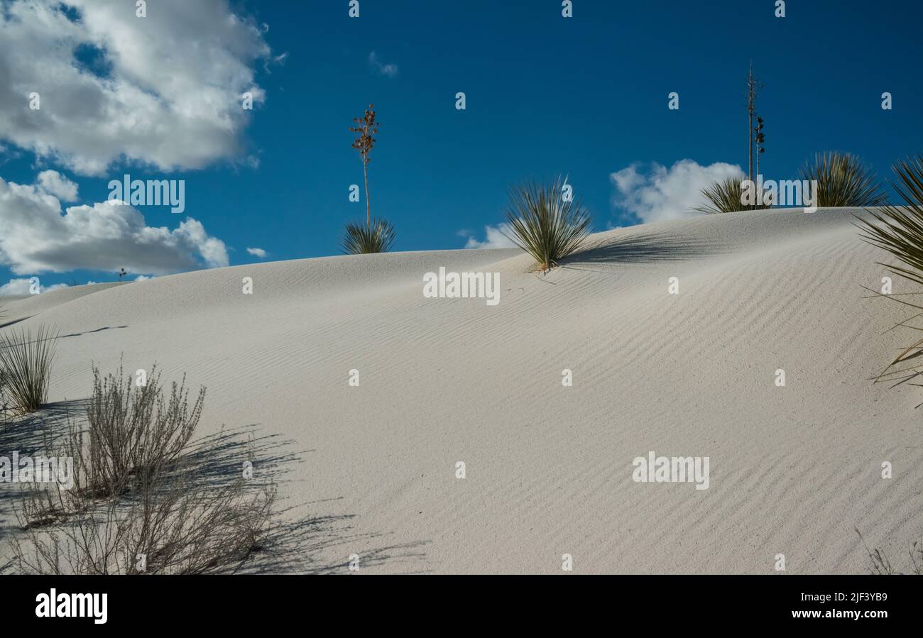 Droughtresistant desert plants and Yucca plants growing in White Sands