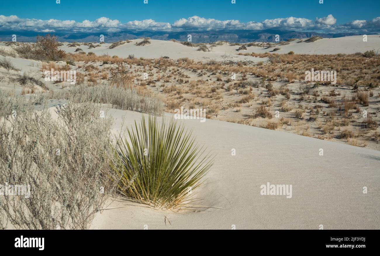 Droughtresistant desert plants and Yucca plants growing in White Sands