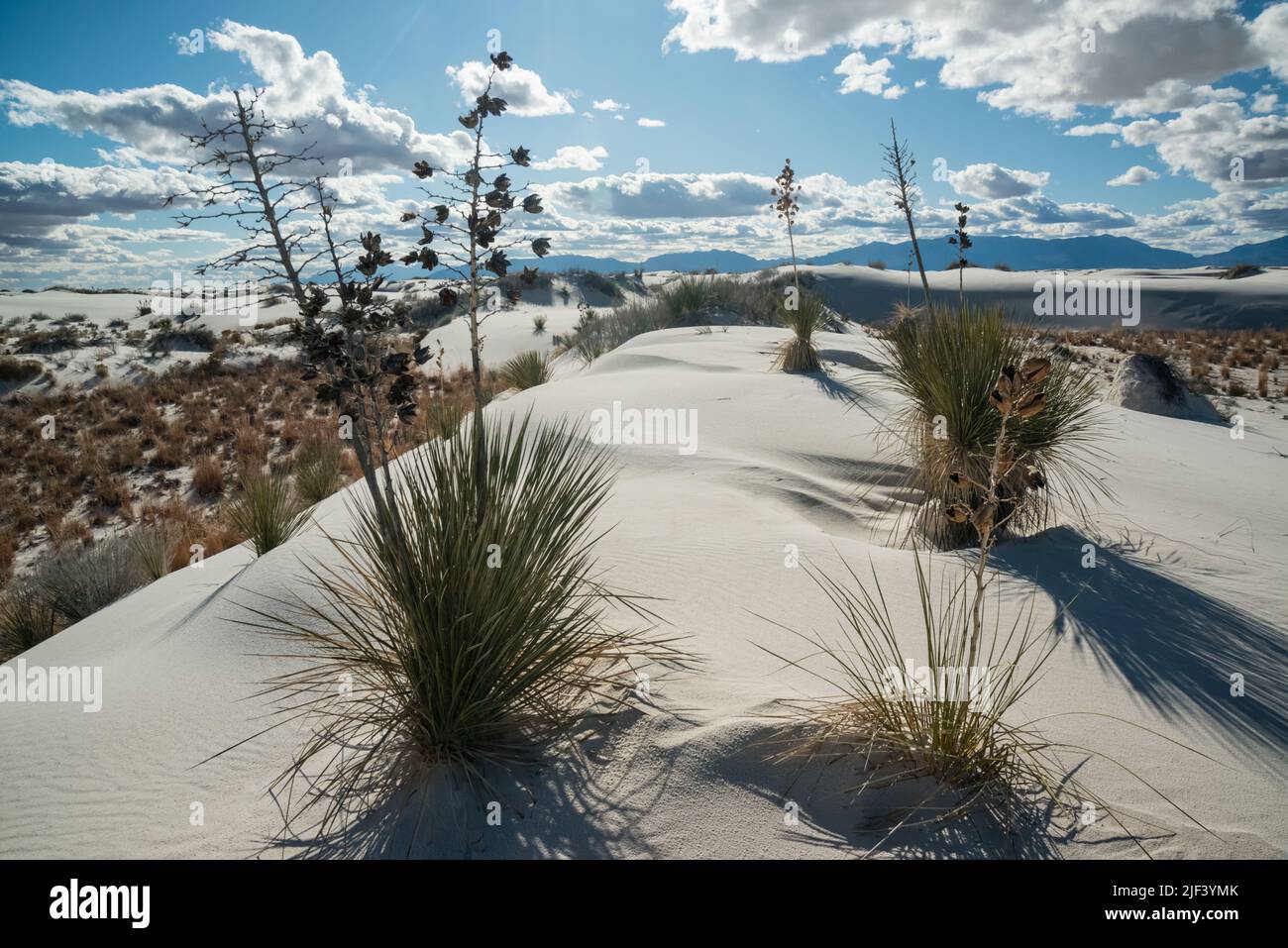 Yucca plants growing in White Sands National Monument, New Mexico, USA