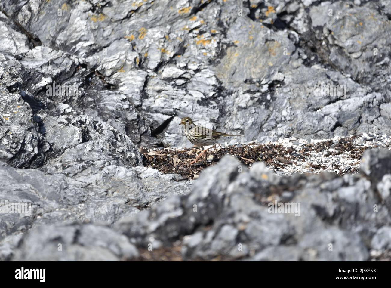 Meadow Pipit (Anthus pratensis) Walking Among Grey Rocks, in Left-Profile, in the Sun on the Isle of Man in June, UK Stock Photo