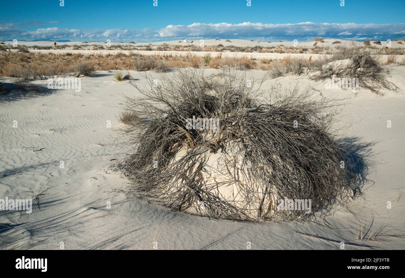 Desert landscape of gypsum dunes, plant roots pinned sand at White ...