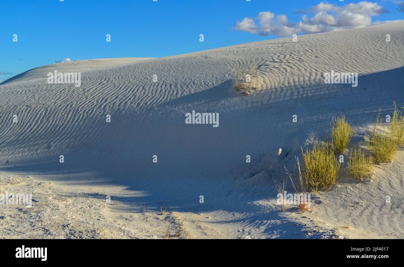 Droughtresistant desert plants and Yucca plants growing in White Sands
