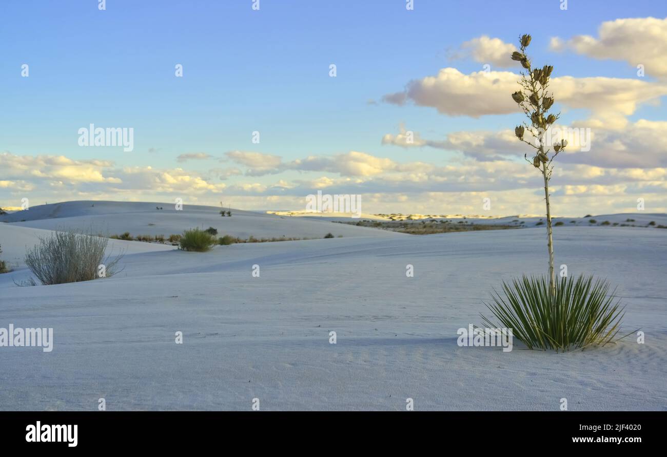 Droughtresistant desert plants and Yucca plants growing in White Sands