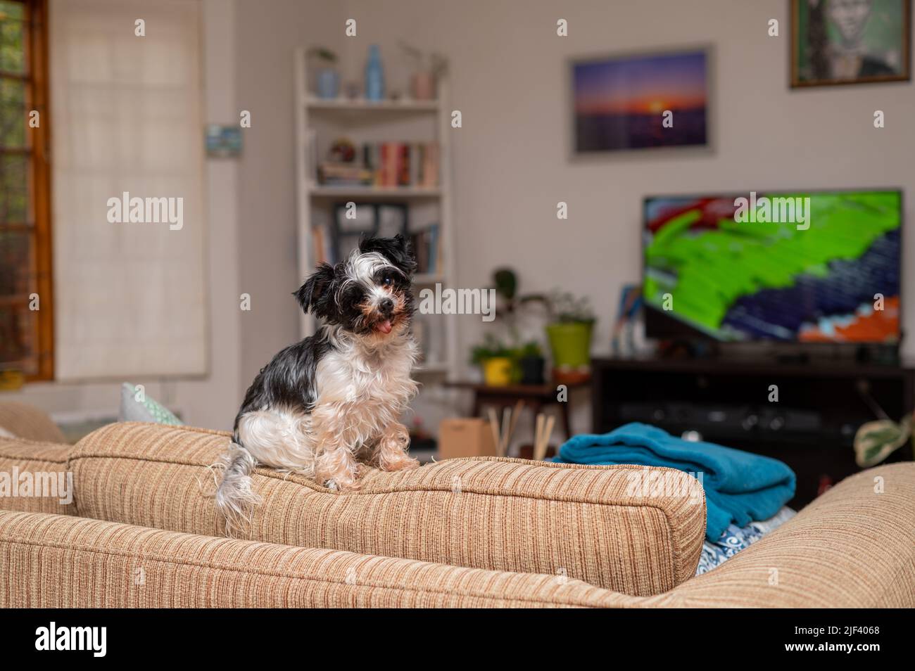 Adorable dog seen sitting on sofa Stock Photo - Alamy