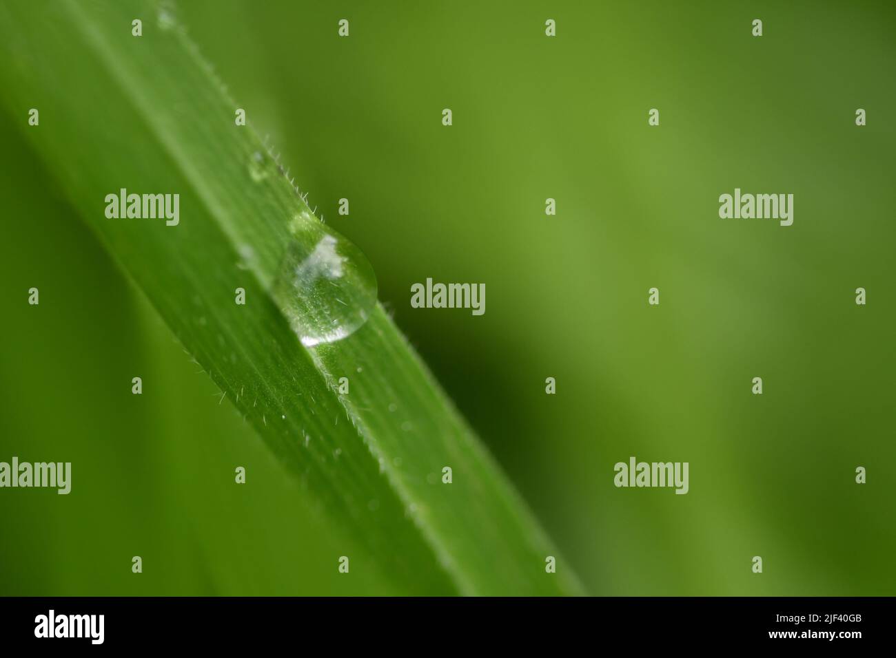 Water droplets on grass Stock Photo Alamy