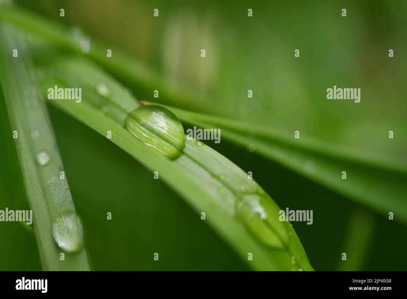 Water droplets on grass Stock Photo Alamy