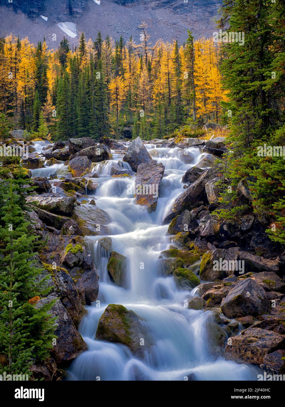 Stream flows from the Opabin Plateau past fall colored larch trees. Yoho National Park, Opabin Plateau, British Columbia, Canada Stock Photo