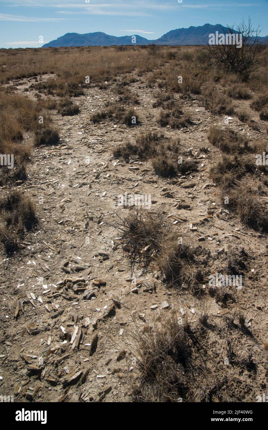 Desert landscape in New Mexico, gypsum crystals at the bottom of a dried lake, Lucero Lake Stock Photo