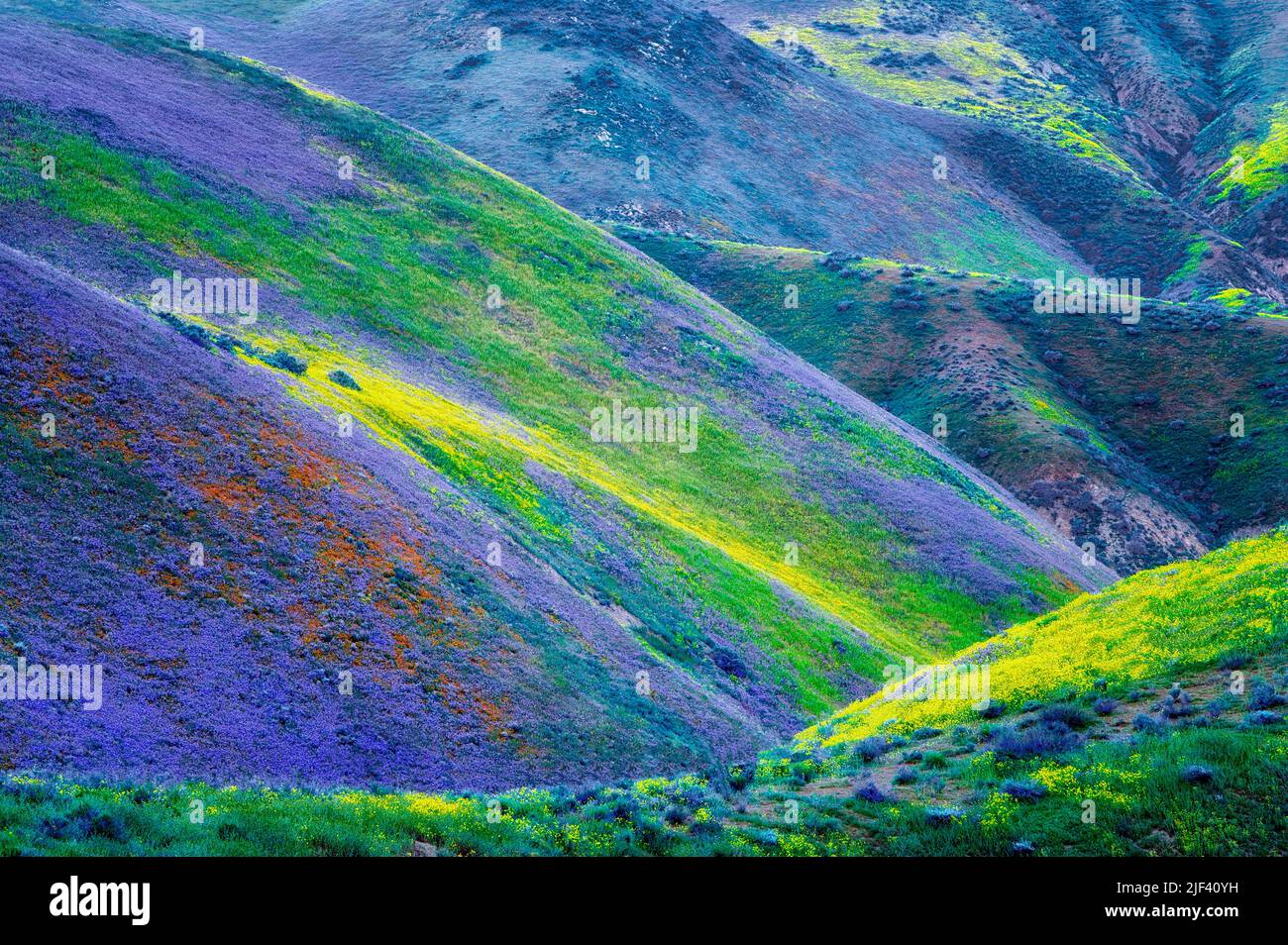 Hilside with yellow and purple wildflowers, Carrizo Plain National Monument, California Stock Photo