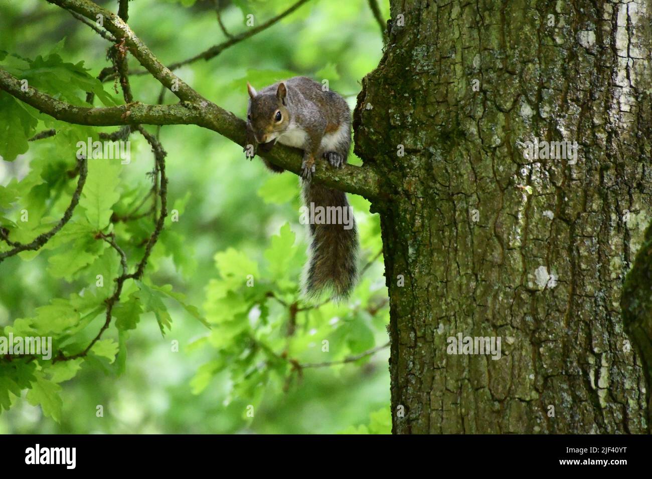 Gray Squirrel Stock Photo