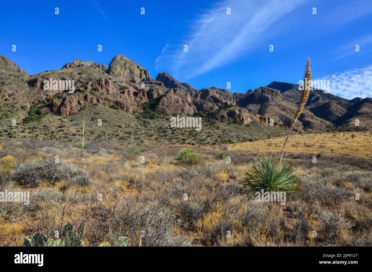 Mountain landscape with yucca, cacti and desert plants in 'Organ Mountains-Desert Peaks National Monument' in New Mexico, USA Stock Photo