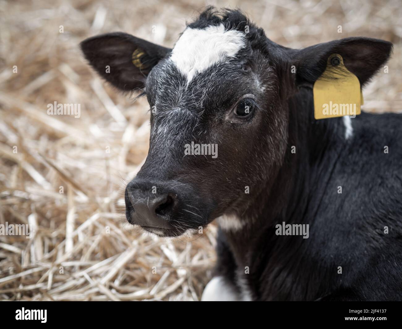 Young black and white Friesian calf in barn closeup. Stock Photo