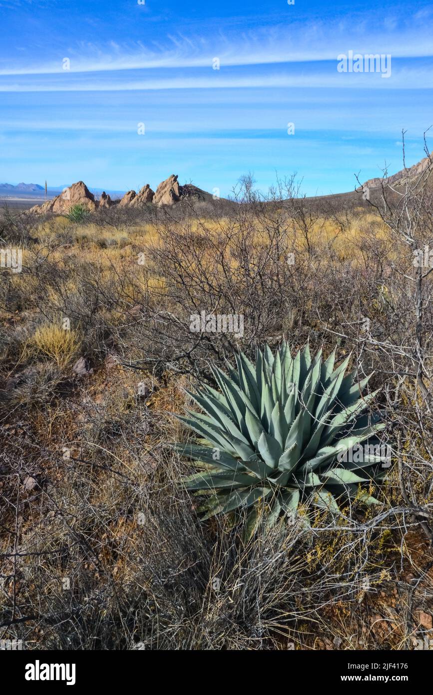 Desert landscape with dry plants, in the foreground is large Agave, New Mexico, USA Stock Photo