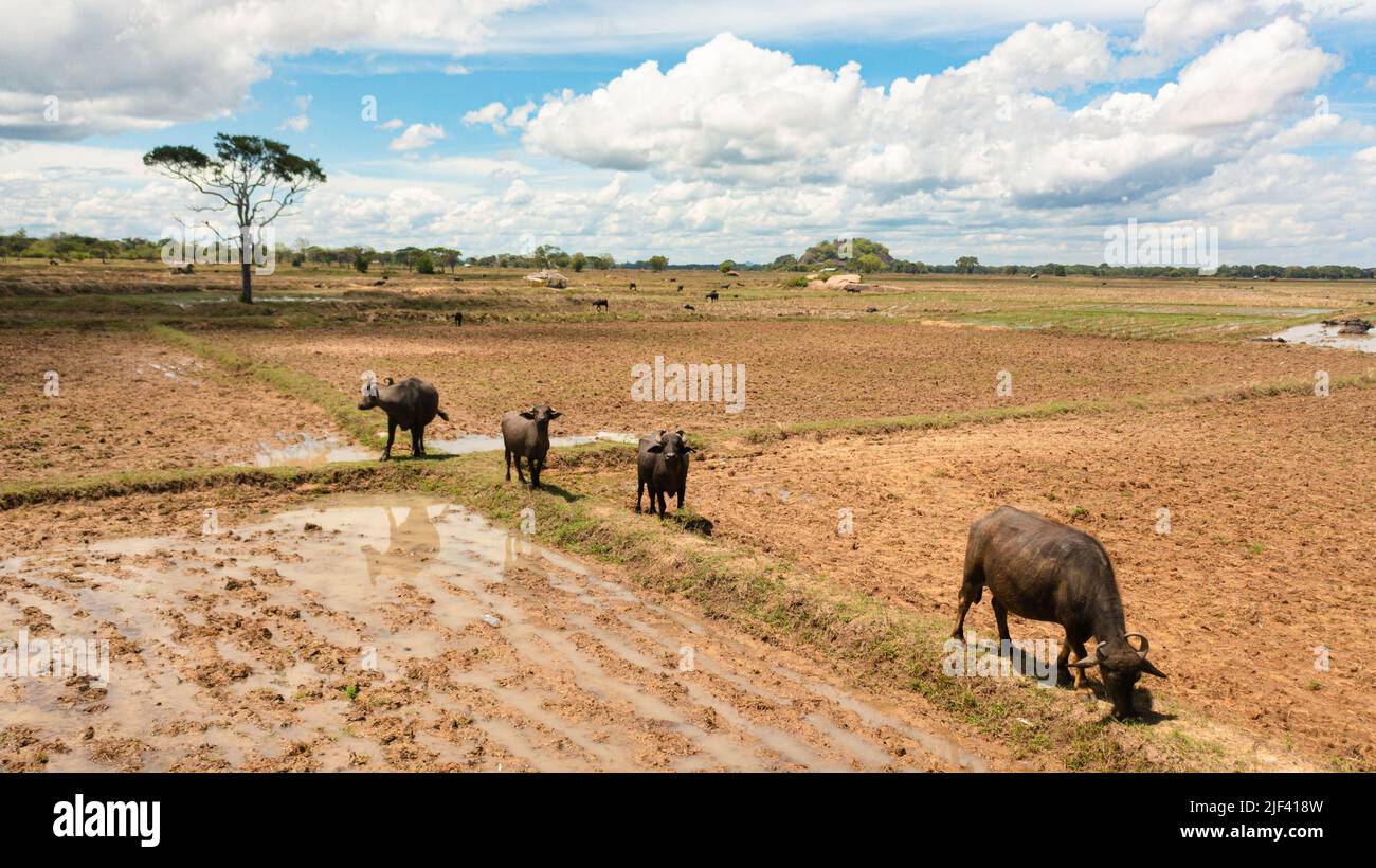 Local Buffalo Buffaloes on farmland in rural areas in Sri Lanka. Sri Lanka Stock ...